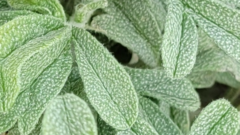 The Beatitudes – Humble