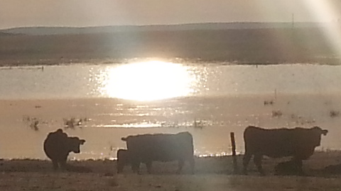 A Light In The Universe