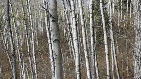 When Your World Gets Mangled